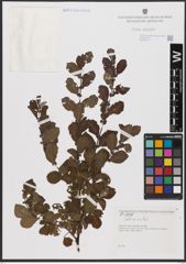 Foto von Salix aurita L.
